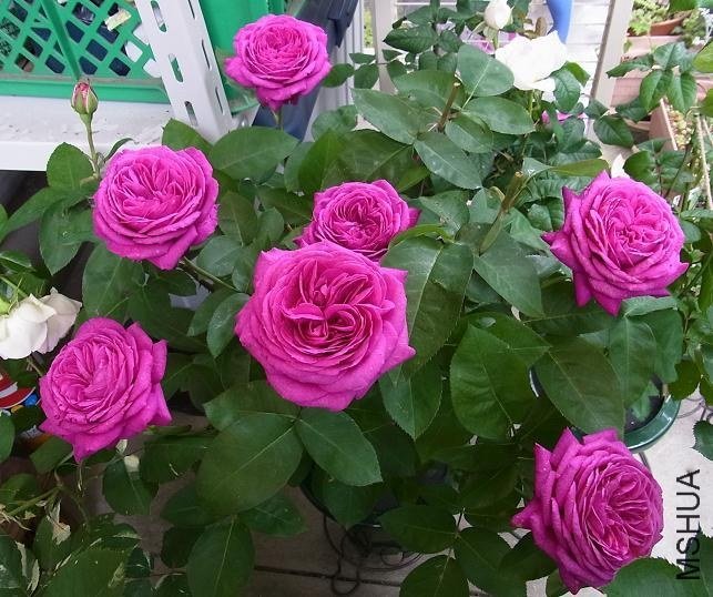 ���ٿ�³ķõ��11 of ivanovic.jpg