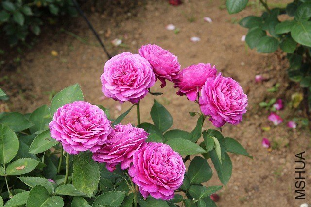 ���ٿ�³ķõ��12 of ivanovic.jpg