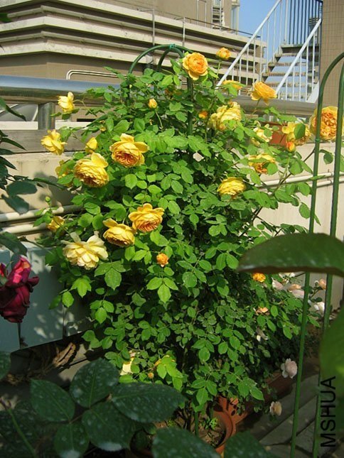 �ƽ����20 of Yifei1406.jpg