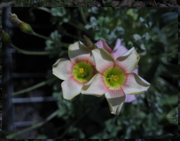 QQͼƬ20130304211445.jpg