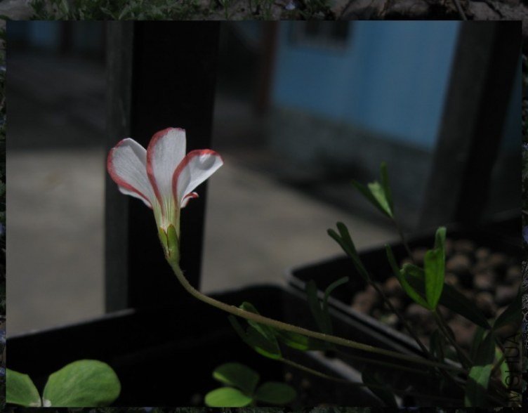 QQͼƬ20130304211526.jpg