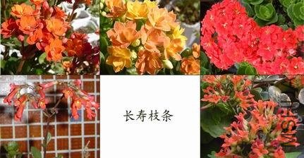 5ɫ����֦��.jpg