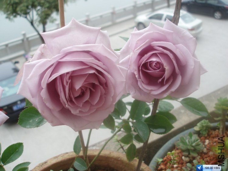 ����4 of tom6499.jpg