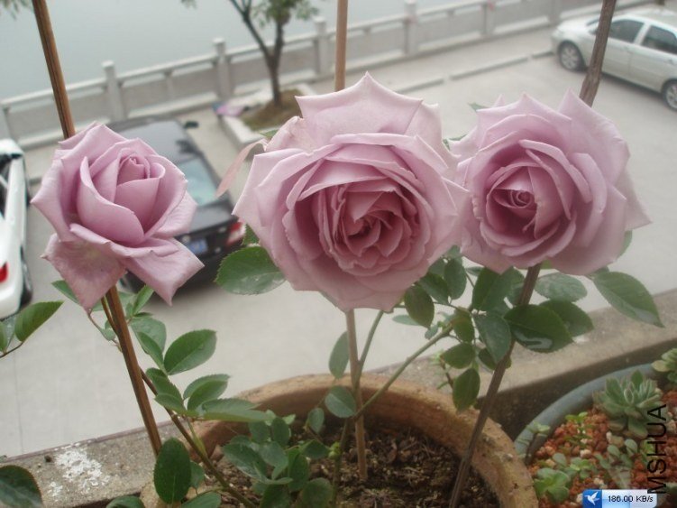 ����5 of tom6499.jpg