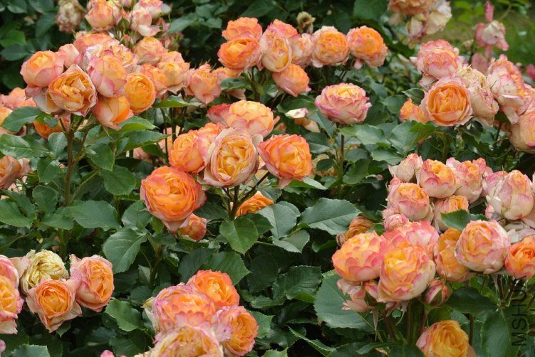 ��������14 of ivanovic.jpg