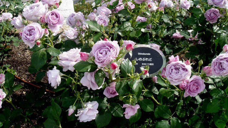 ��ɫ�籩2 of ivanovic.jpg