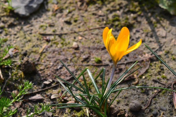 ����20130220 001.JPG