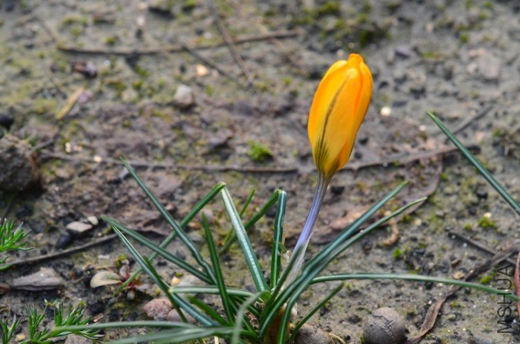 ����20130220 004.JPG