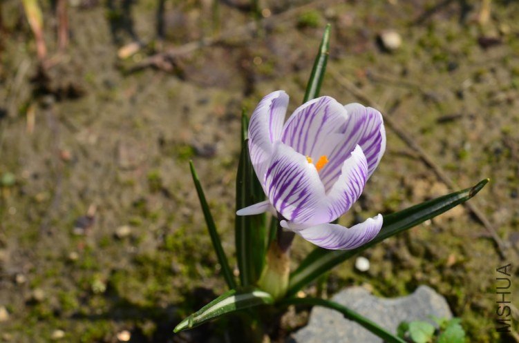 ެ�컨ƥ������20130303 001.JPG