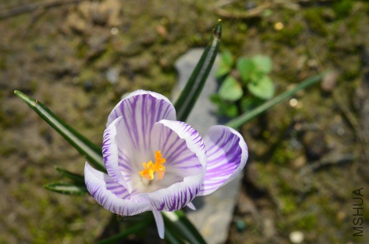 ެ�컨ƥ������20130303 003.JPG