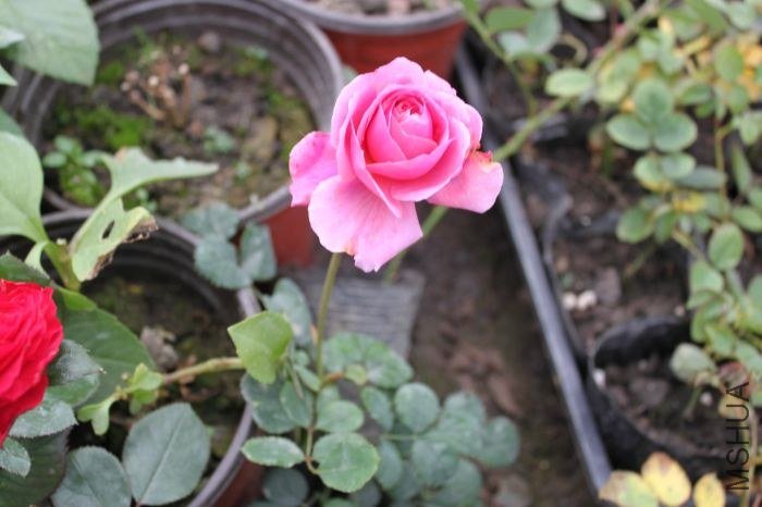 ��Ƭ 028.jpg