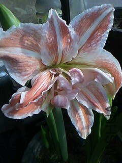 IMG0305094900.jpg