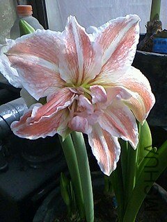 IMG0305094901.jpg