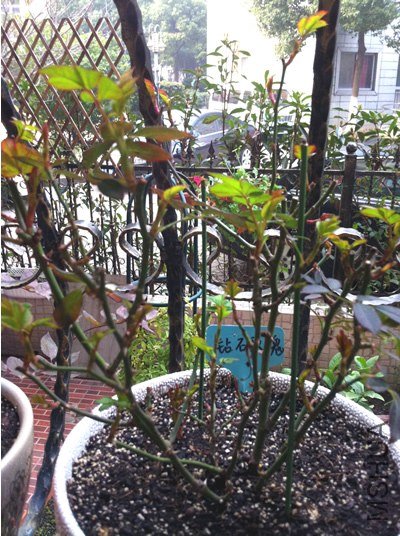 ��ʯõ�� ����Ħ��20130305.jpg