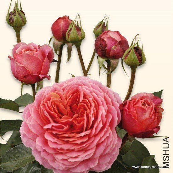 �����Ŷ���romantic antike��.jpg