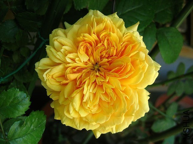 ���ͼͼ10 of Yifei1406.jpg