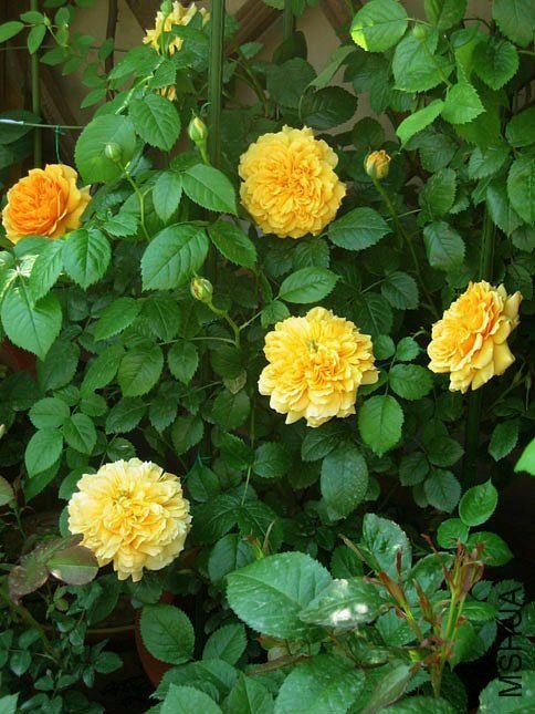 ���ͼͼ1 of Yifei1406.jpg