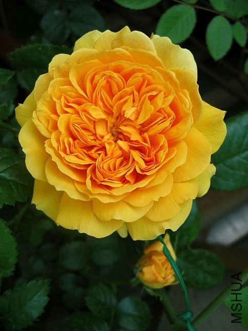 ���ͼͼ3 of Yifei1406.jpg