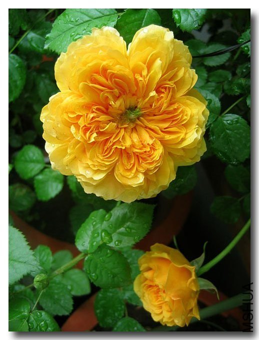 ���ͼͼ5 of Yifei1406.jpg