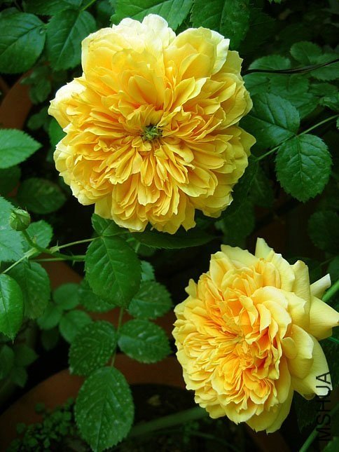 ���ͼͼ6 of Yifei1406.jpg