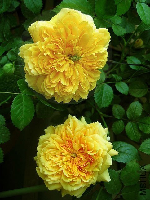 ���ͼͼ7 of Yifei1406.jpg