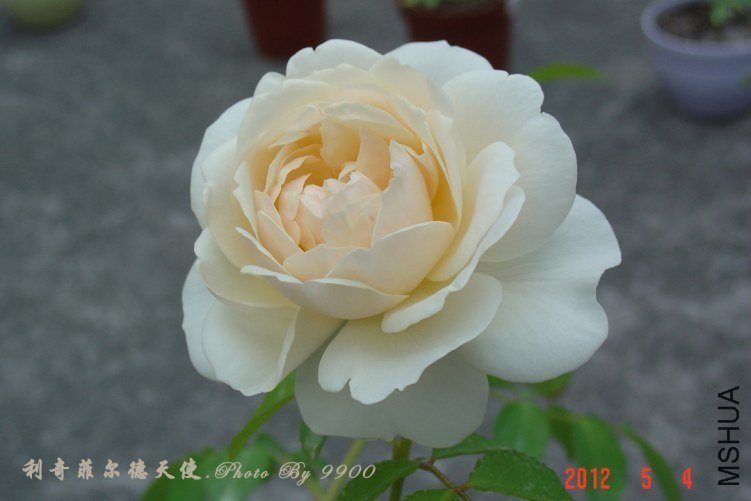 ����ƶ�����ʹ3 of 9900.jpg