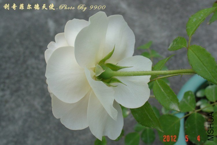 ����ƶ�����ʹ4 of 9900.jpg