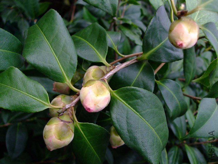 ������ 2013-3-5 009.jpg