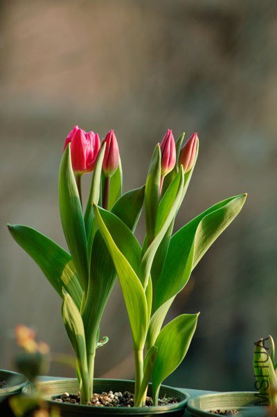 DSC_9974.JPG