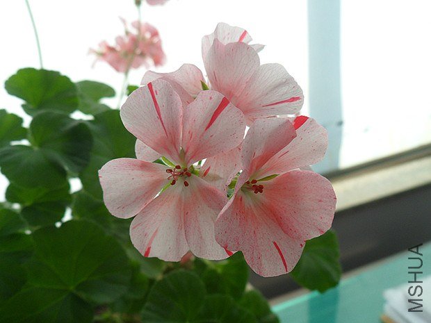 ��ݮ1.20 (4)_����.jpg