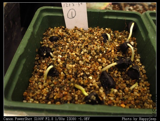 ��ѿ 20130211 01s.jpg