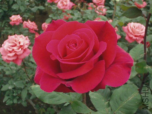 �ֿ�������Mister Lincoln��.jpg