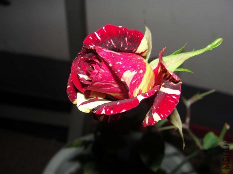 ������1 of xsq511 .jpg