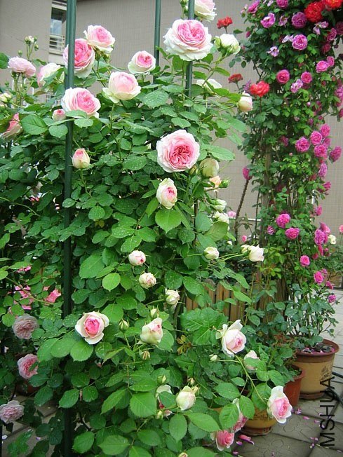 ��ɳ��ʯ11 of Yifei1406.jpg