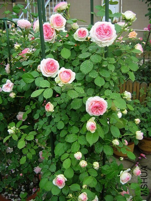 ��ɳ��ʯ2 of Yifei1406.jpg