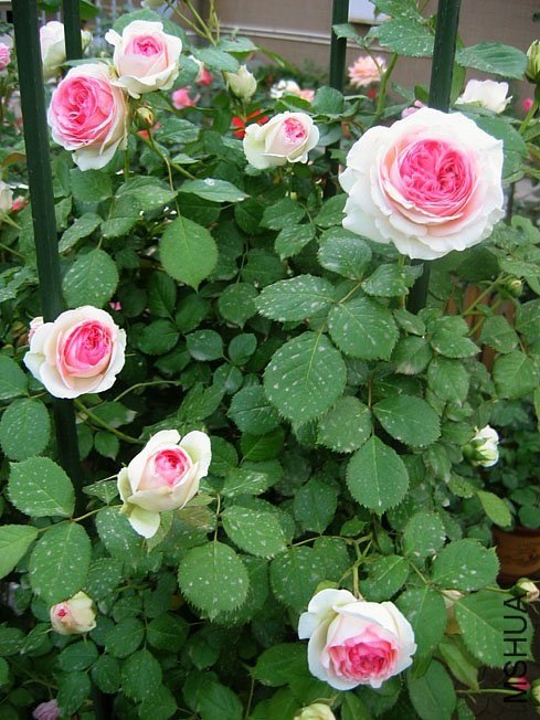 ��ɳ��ʯ3 of Yifei1406.jpg