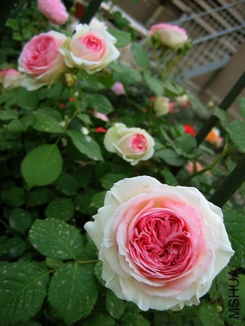 ��ɳ��ʯ4 of Yifei1406.jpg