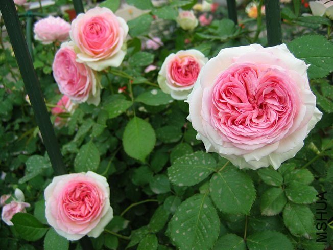 ��ɳ��ʯ7 of Yifei1406.jpg