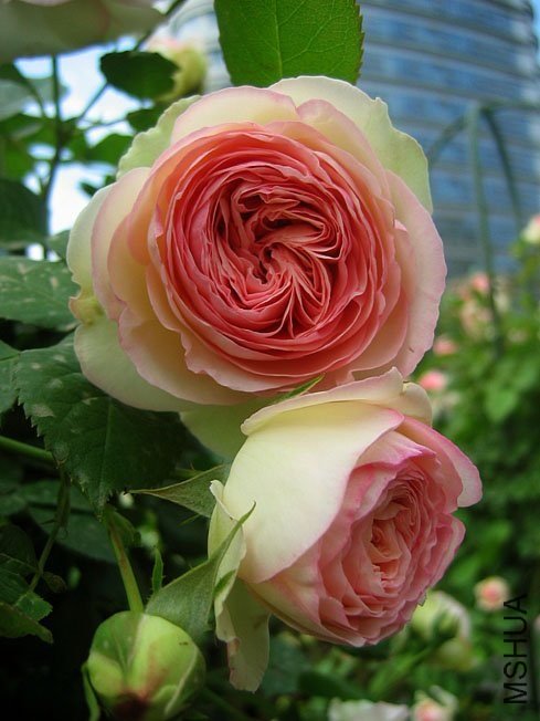 ��ɳ��ʯ8 of Yifei1406.jpg