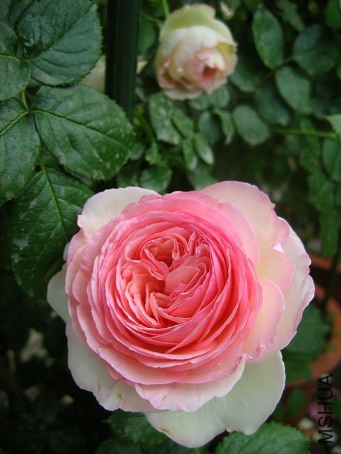 ��ɳ��ʯ10 of Yifei1406.jpg