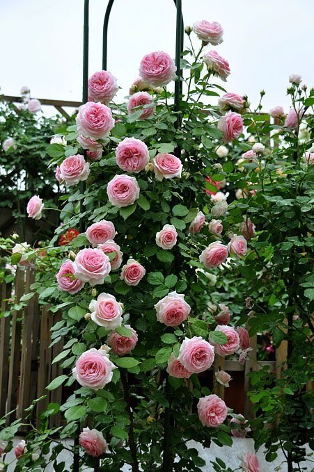 ��ɳ��ʯ1 of Yifei1406.jpg