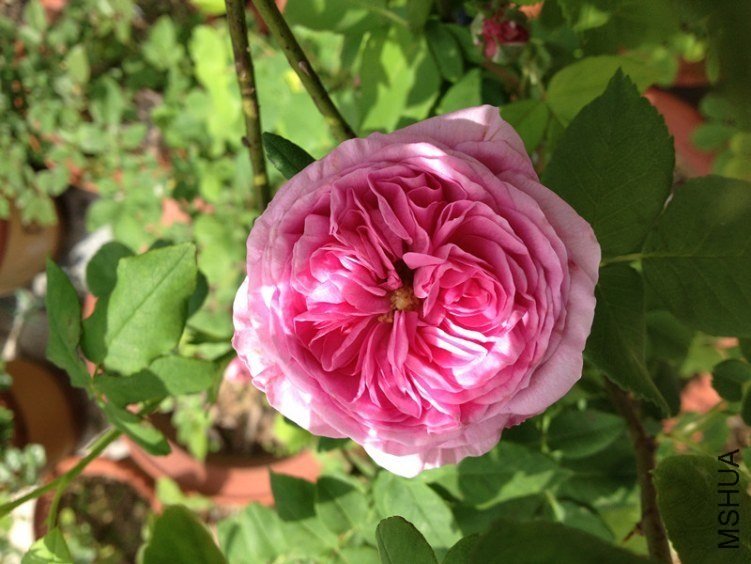 ·��ŷ��4 of anshu103.jpg