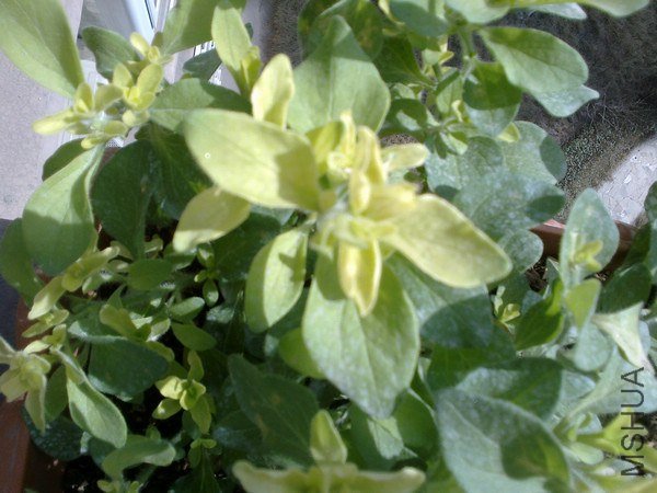 20130305001.jpg
