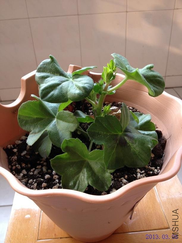 ����õ�� 2013.03.05��1��.JPG