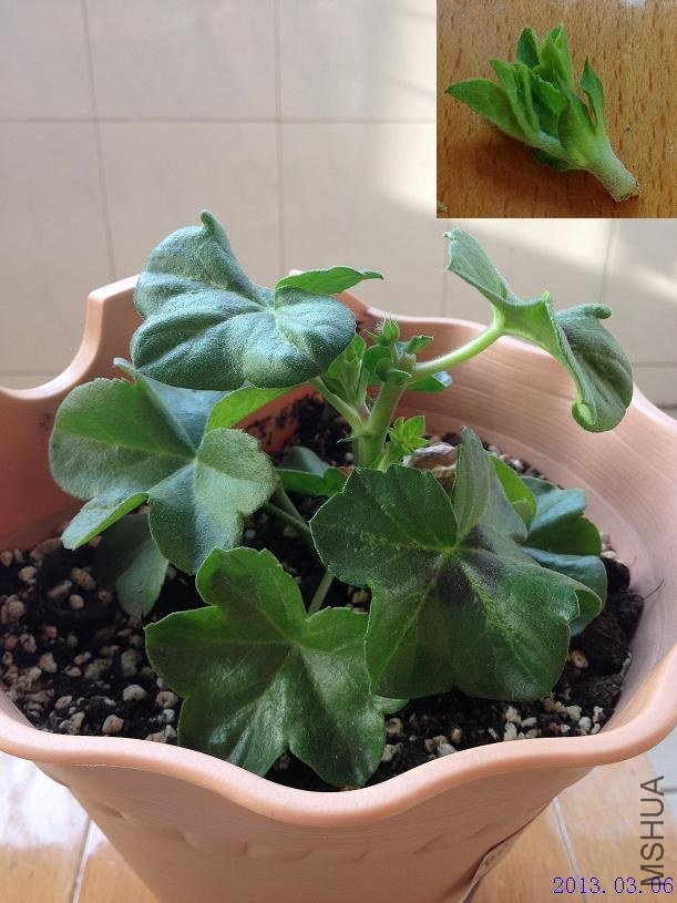 ����õ�� 2013.03.06.JPG