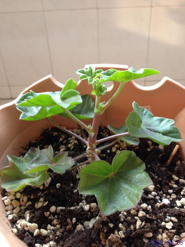 ��Ů�� 2013.03.05.JPG