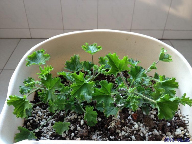 ˫ɫ��ʹ 2013.03.05(1).JPG