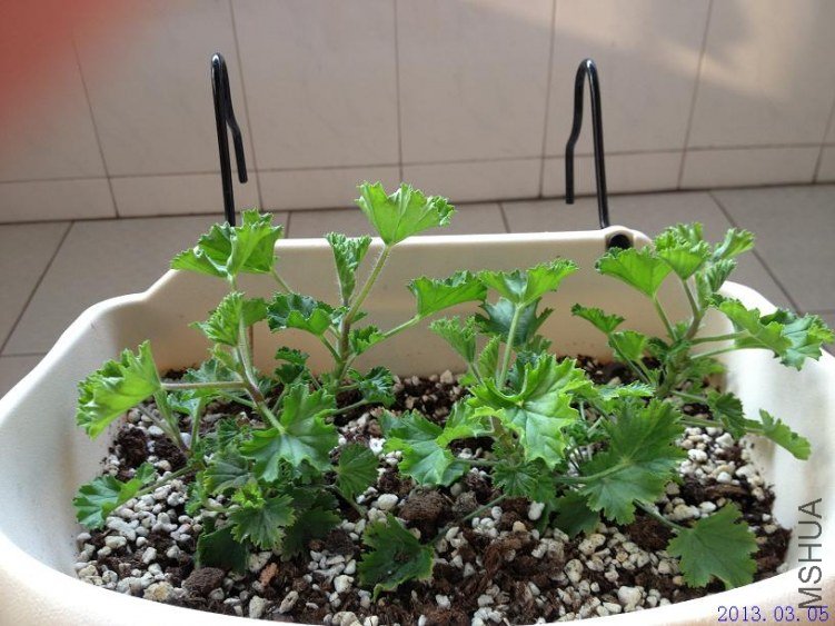 ˫ɫ��ʹ 2013.03.05(2).JPG