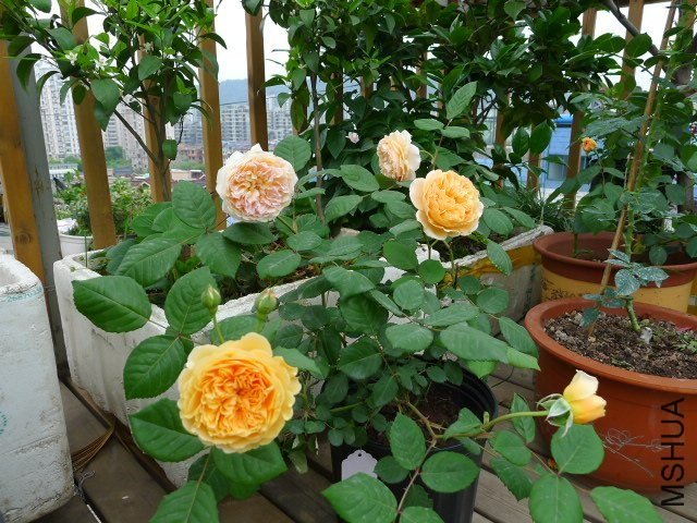 �����������2 of ZYLZXX008 .jpg