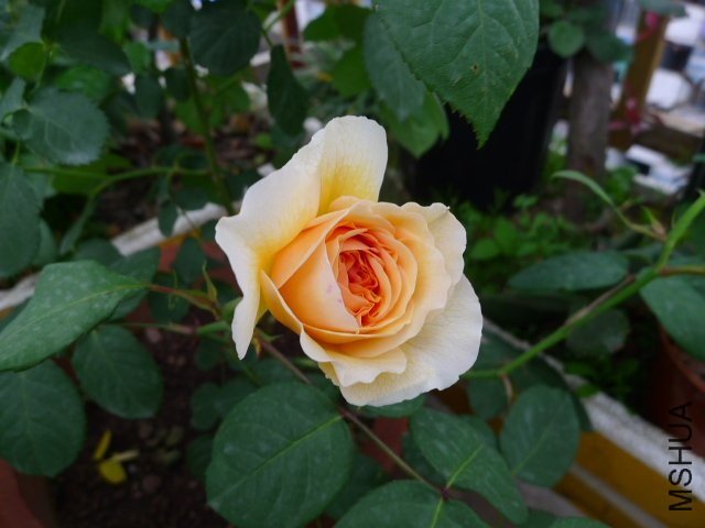 �����������3 of ZYLZXX008 .jpg